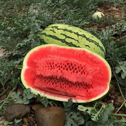 免费吃瓜是什么感觉,揭秘瓜界自由食客的心声  第3张 免费吃瓜是什么感觉,揭秘瓜界自由食客的心声  第3张